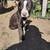 rehoming american pit x boxer puppies 1 thumbnail