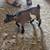 Nigerian Dwarf Pets 5 thumbnail