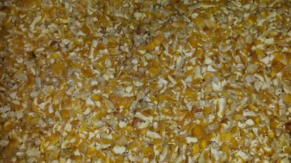 Corn 1
