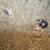 Kittens 6 thumbnail
