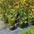 Huge Peach Trees 8 thumbnail