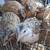 Coturnix Quail males 2 thumbnail