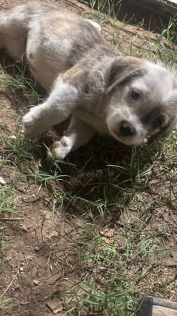 Tiny dog (Phoenix)63967426368770121