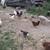 Poultry 3 thumbnail
