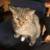 Lost tabby cat brown with white paws 2 thumbnail