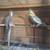 Cockatiels. 2 thumbnail