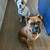 ACA certified boxer puppies 9 thumbnail