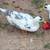 Ancona ducks 4 thumbnail