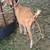 Billy Goat 1 thumbnail