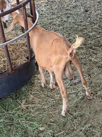 Billy Goat 1