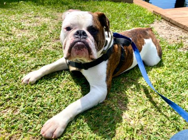 Rehoming Bulldog (La Marque)63774332125699120