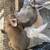 Baby bunnies 1 thumbnail
