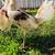Gallo gallos pollos stag polla roosters gamefowl 2 thumbnail