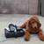 Poodle essentials 6 thumbnail