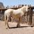 Palomino Gypsy Vanner 6 thumbnail