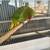 Indian ringneck 4 thumbnail