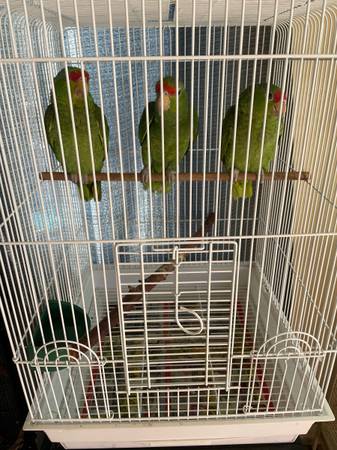 Loros  parrots 1