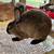 Rabbits 22 thumbnail