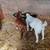 Billy goats 2 thumbnail