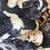 Puppies 1 thumbnail