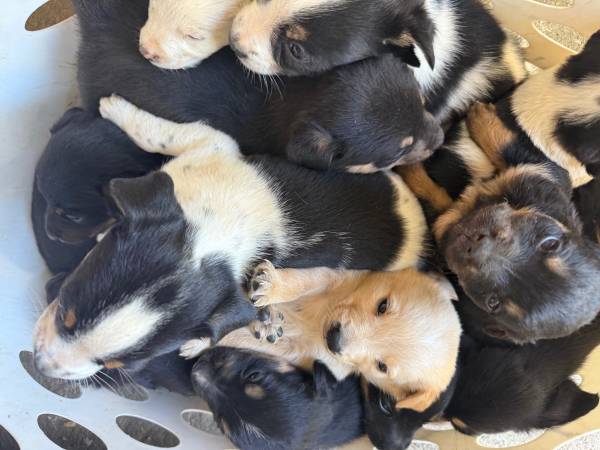 Puppies 1