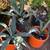 $10 Each Beautiful Potted Agave Succulent Live Plants  Cash only 1 thumbnail