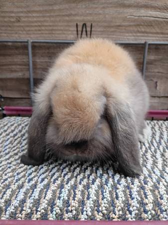 Holland Lop (Male) (Bartow)