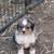 Mini Aussie 5 thumbnail
