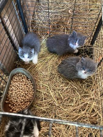 Friendly Kittens 1