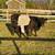 Belted Galloway Cow/Calf 1 thumbnail