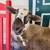 Free 2 feed bags full Sheep wool. 7 thumbnail
