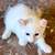 American Curl (Alpine) Kittens 7 thumbnail