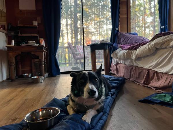 Lost a black poodle mix named rutherford and a black and whire corgi mix (Proberta)63972435129091120