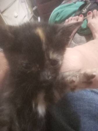 Gatitos (Temple)63839343040259120
