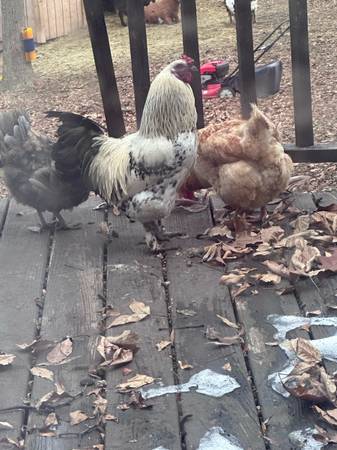 Chickens for sale 1