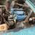 1965 Mustang 289 A Code 3 thumbnail
