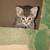 Kittens Siamese/Mix 11 thumbnail