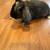 Holland Lop Bunnies 4 thumbnail