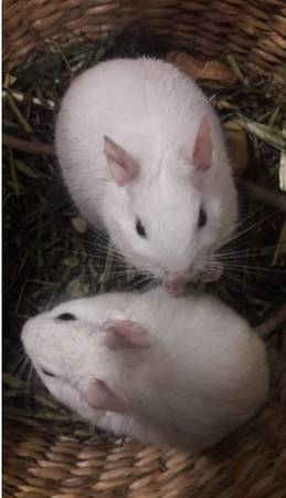 White Degus 1