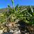 Land for Sale in Boca de Tomatlan, Privileged Location Near the River 12 thumbnail