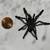 Suntiger Tarantulas 1 thumbnail
