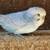 Parakeets 9 thumbnail