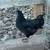 Ayam Cermani Chickens for rehoming 4 thumbnail