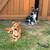 Red blue heeler mix 1 thumbnail