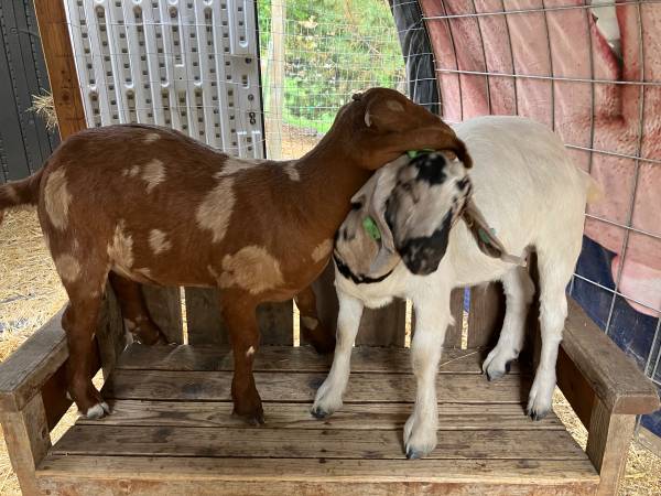 Boer goat, 81 lbs 1