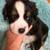 For adoption.  Mini Aussie puppies red & blue merle, red and black TRI 24 thumbnail