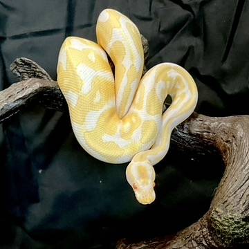 Rehoming Albino Ball Python63896661915011121