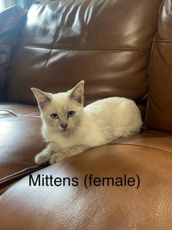 Siamese marked kittens (Grantsville MD)63901111843074121