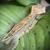 **CRESTED GECKOS** 9 thumbnail