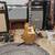 Gibson Les Paul Std '50s P90, Gold Top SN: 222810350 1 thumbnail